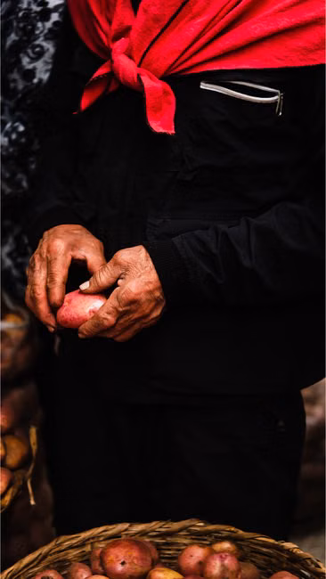 Molho de Tomate (340g)